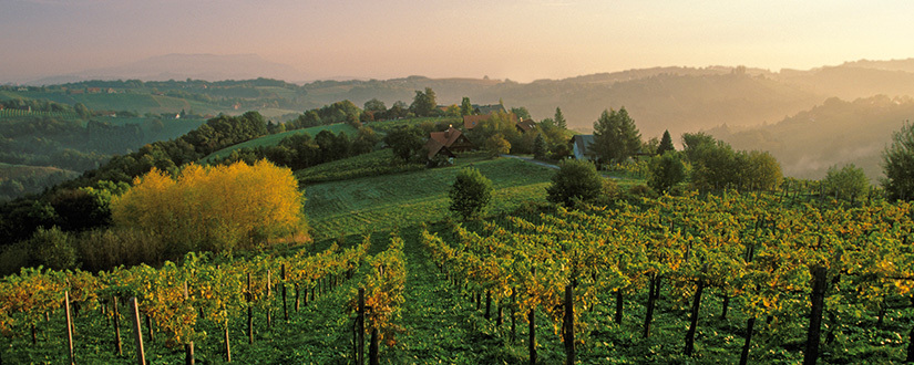 Deutsches Weintor eG &bull; Wein kaufen