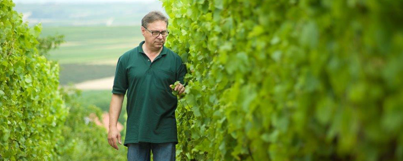GUTGALL&Eacute; Rheinhessen &bull; Wein kaufen